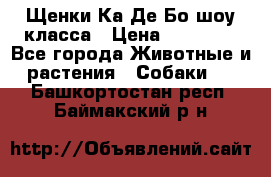 Щенки Ка Де Бо шоу класса › Цена ­ 60 000 - Все города Животные и растения » Собаки   . Башкортостан респ.,Баймакский р-н